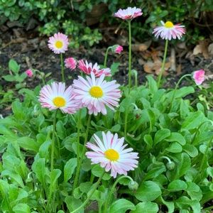 Meet your Posher, Ylldes